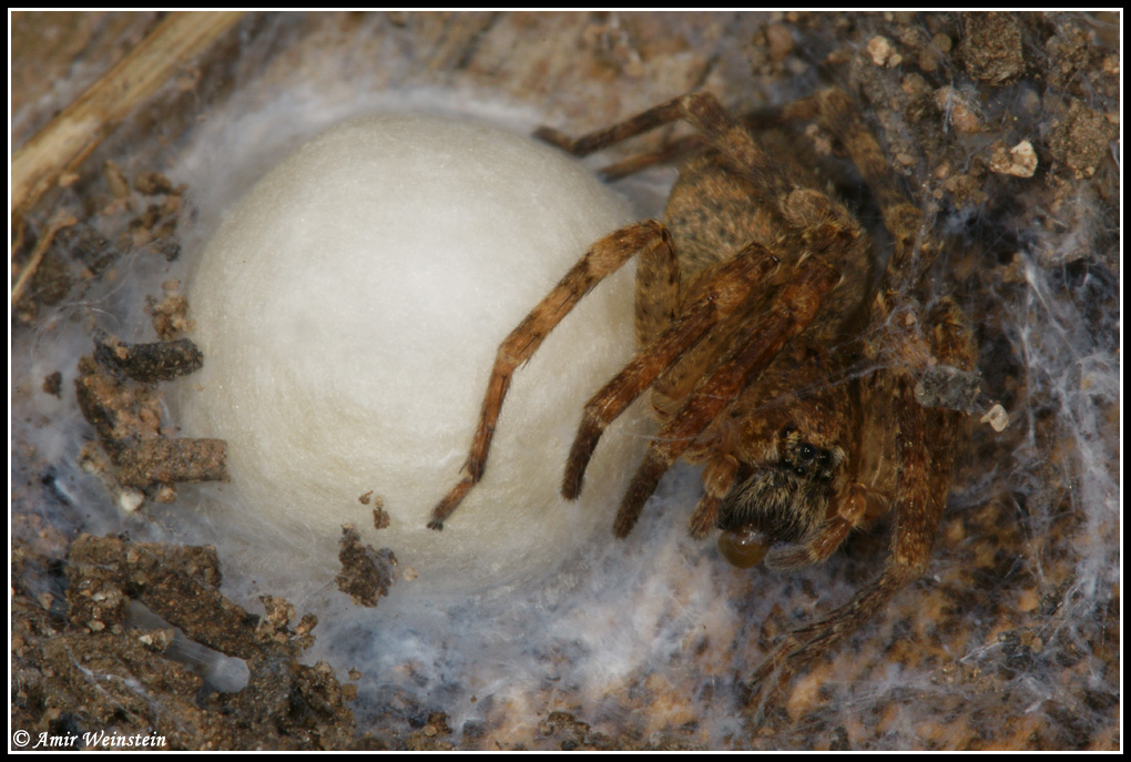 Araneae d''Israele